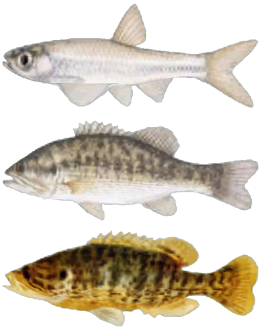 afish.png