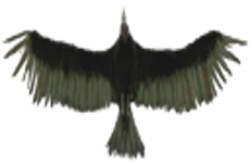 avul.png