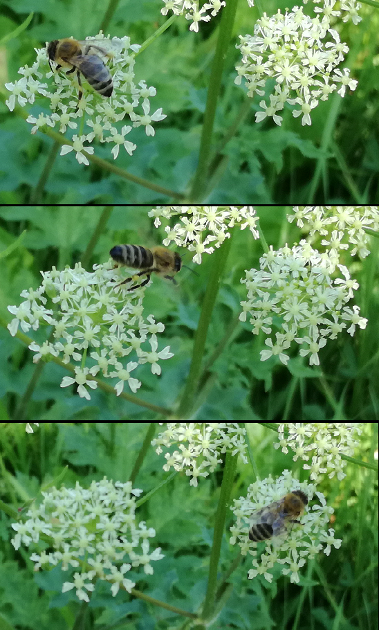 bee.png