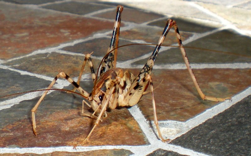 cave_cricket_jackie.jpg