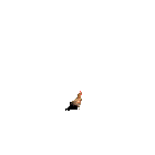 chkn (2).gif
