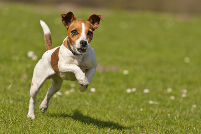 jack-russell-dog-names.jpg