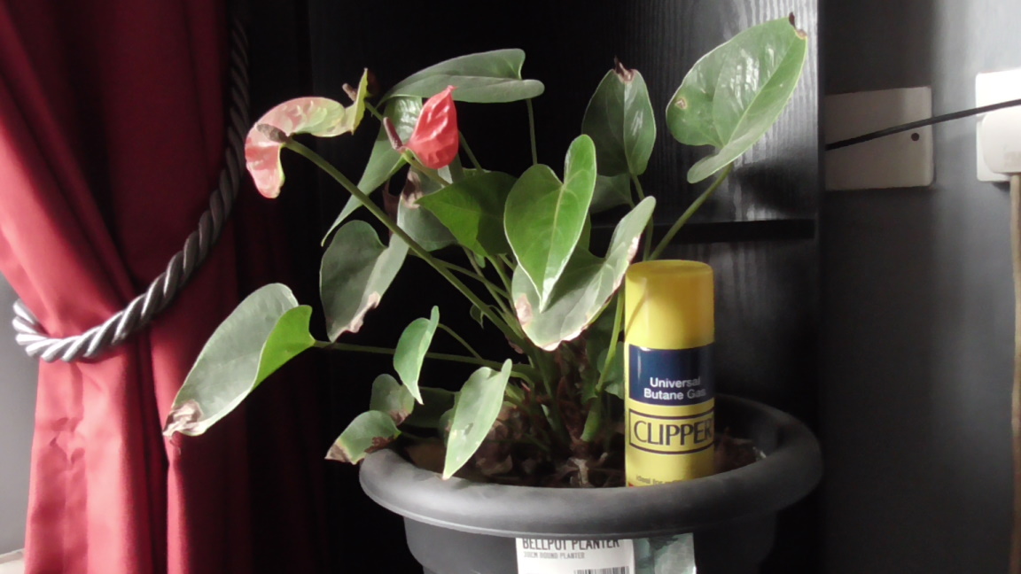 plant with gas installation.jpg