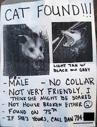 possum.jpg