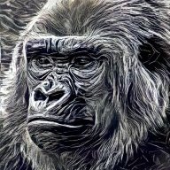 Gorilla_Crunch