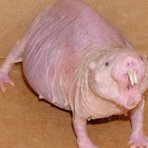 Molerat
