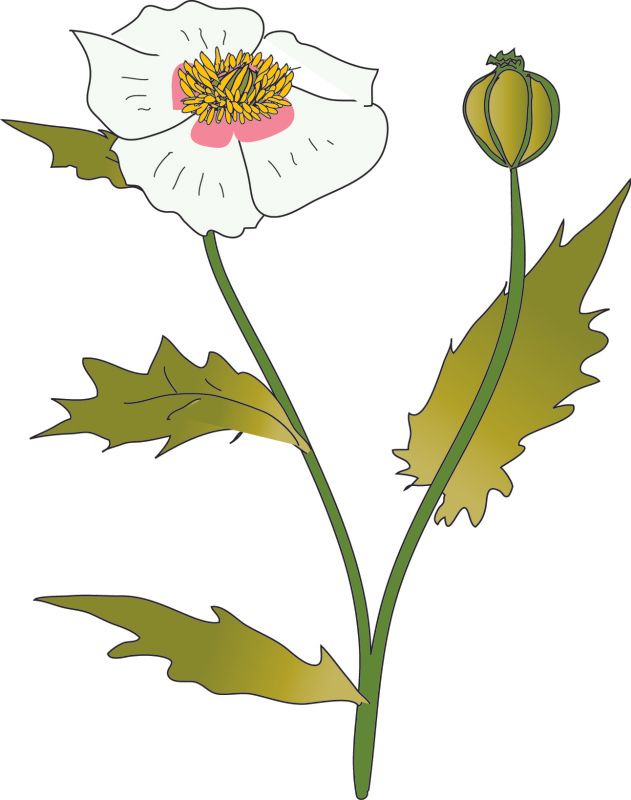 Poppy.jpg