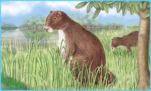 _39355380_guinea300.jpg