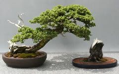 cannibalbonsai.jpg