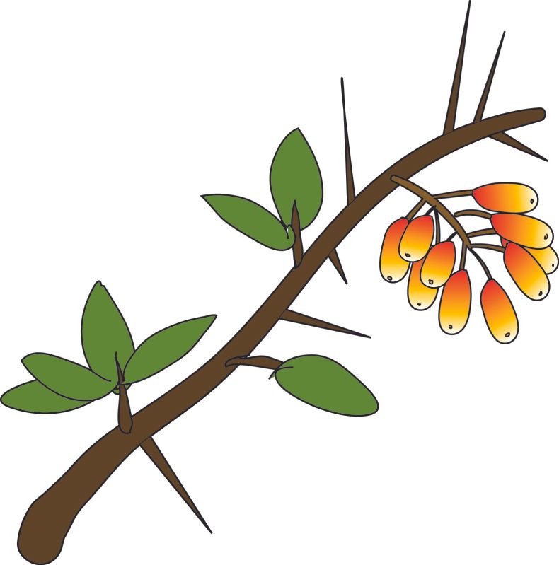 Barberry.jpg