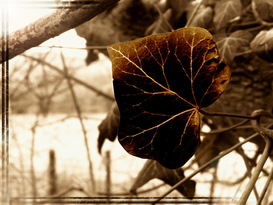 cool__veiny_leaf_by_voytekpavlik-d3btmgi.jpg