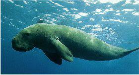 Epi-Dugong.jpg