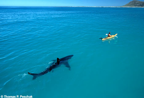 shark0201_468x318.jpg