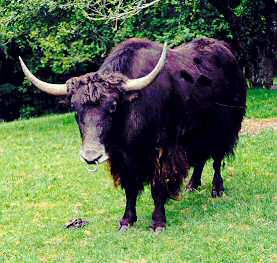 yak.jpg
