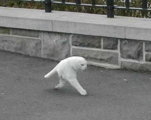 tumblr_kxu85u7YK41qzxzwwo1_500.jpg
