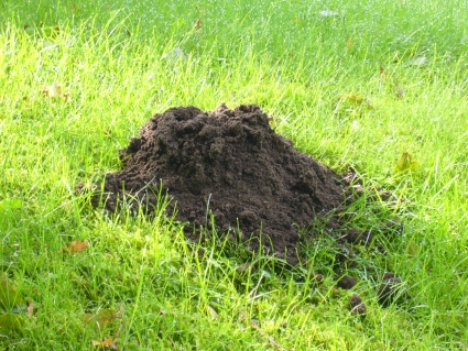 mole-hill.jpeg